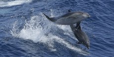 Plus de 600 dauphins se sont échoués sur le golfe de Gascogne depuis début décembre 2020.