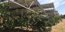 A Bellegarde, l'expérimentation a consisté à installer 5,9 MWc au-dessus de cultures abricotières, de cerisiers et de raisin de table.
