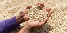 Pour la prochaine saison de 2019/2020, la production de café en Ethiopie devrait atteindre 7,35 millions de tonnes, soit une augmentation de 1,4% par rapport à la saison 2018/19.