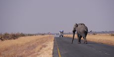 Fin mai dernier, le gouvernement botswanais a décidé de lever l'interdiction sur la chasse à l'éléphant.