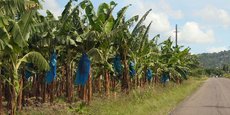 En novembre 2018, la Cameroon Development Corporation (CDC) ne figurait déjà plus dans le fichier des exportateurs de bananes du Cameroun.