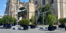 Les arbres en pot déployés par la mairie place Pey-berland, à Bordeaux, sont plus symboliques qu'efficaces.