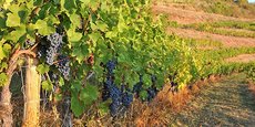 Avec le Brexit, les acteurs de la filière viticole d’Occitanie redoutent une diminution de leurs marges du fait de ce surcoût administratif.