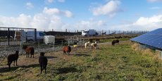 Site de Tougas à Saint-Herblain où VSB Energies a déployé un troupeau de 70 moutons pour entretenir un terrain de 14 hectares où sont implantés des panneaux solaires.