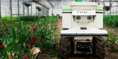 Baptisé Oz, le petit robot électrique développé depuis quelques années par Naïo technologies peut se faufiler entre les rangs de légumes grâce à son guidage GPS.