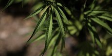La France lancera dès lundi l'expérimentation médicale du cannabis en France pour une durée de deux ans, a annoncé le ministre de la Santé Olivier Véran.