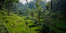 Rice field - Bali