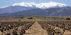 Selon la présidente de la Chambre d'agriculture des Pyrénées Orientales, la production viticole du département a perdu la moitié de ses volumes en vingt ans.