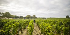 En 2020, les ventes de vins de Bordeaux ont reculé de -5 % en volume et de -12 % en valeur.