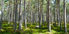 Fragilisées par le changement climatique, les forêts françaises n'ont capté que les 3/4 des émissions escomptées sur la période 2015-2019.