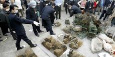 Le 5 janvier 2004, à Guangzhou, capitale du Guangdong (Chine), la police chinoise mène une opération de confiscation de civettes vivantes et d'autres animaux abattus sur un marché d'animaux sauvages afin d'éliminer les sources de contaminations possibles de la maladie du syndrome respiratoire aigu sévère (SARS), lors de l'épidémie qui a duré de 2002 à 2004.