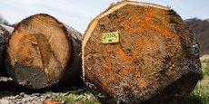 Les forestiers français n'exportent pas, ils vendent à des acheteurs via leur coopérative, leurs experts ou directement à des négociants, des scieurs, des industriels. En France, si la manière d'exploiter ses bois est libre, l'État intervient pour que la forêt soit exploitée durablement.