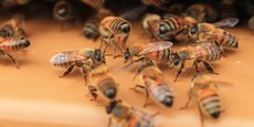 Les abeilles assurent la détection des éléments polluants dans l’air de manière presque infaillible