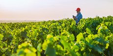 ITK lance un service d'alertes agro-climatologiques pour l'agriculture.