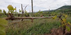 Dans le Rhône, les frères Giroud exploitent 60 hectares, dont une trentaine d'hectares de vigne. L'expert est passé il y a quinze jours, on a 40% de pertes en Gamay et 70% sur les blancs. Il devra ensuite repasser au moment de la récolte pour confirmer ces chiffres. Un long processus.