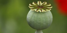La production d’opium génèrerait actuellement environ 2 milliards de dollars de chiffre d’affaires par an.