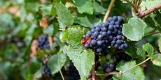 Le pinot noir représente actuellement 38 % du vignoble planté en Champagne, devant le meunier (32 %) et le chardonnay (30 %).