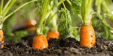 Arterris ambitionne de booster sa diversification dans la production de la carotte et cherche de nouveaux producteurs pour disposer d'une quarantaine d'hectares de cultures supplémentaires d'ici 2024.
