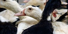 La France est le seul pays à s'être engagé dans une démarche de vaccinations des canards en dépit des freins à l'exportation qu'elle implique.