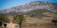 La vigne est en recul partout dans l'ex-Languedoc-Roussillon, et particulièrement dans le département des Pyrénées-Orientales qui perd 6.000 ha, soit un quart du vignoble évaporé en dix ans.
