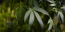 Un des deux candidats médicaments développés par Aelis Farma doit permettre de traiter les troubles liés à la consommation de cannabis.