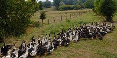 La multiplication des épizooties commence à peser très lourd sur les élevages de canards à foie gras et les pôles gastronomie des groupes coopératifs.