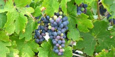 La monoculture de la vigne implique une concentration accrue des traitements pesticides en Gironde comme le montre Solagro dans son étude.