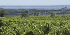 La construction de la future ligne LGV Montpellier-Perpignan va traverser le vignoble et éliminer 73 hectares de vigne de l'AOP Picpoul de Pinet, dans l'Hérault.