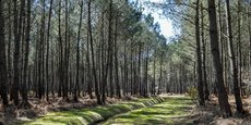 Une parcelle de forêt de pins dans le Médoc, en Gironde.