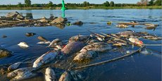Photo prise le 13 août 2022 du fleuve Oder, à la frontière germano-polonaise, dans la partie aval : des milliers de poissons morts affluent, portés par le courant de ce fleuve de près de 900 km de long qui coule de la Pologne vers l'Allemagne avant de se jeter dans la Baltique.