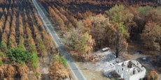 Vue sur une forêt détruite par le feu à Belin-Beliet, en Gironde.