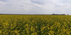 La relance d’une filière de culture de graine de moutarde dans l’Orléanais représentera une production de 500 tonnes en 2025.