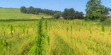 Le géotextile vert produit dans l'Ariège aura pour matière première la fibre de chanvre.
