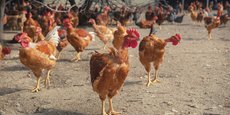 80% des élevages de poules sont concentrés en Bretagne et Pays de la Loire et 50% des élevages de canards sont concentrés dans le Sud-Ouest de la France
