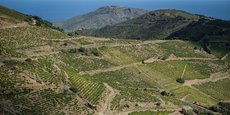 L'appellation Banyuls perd chaque année une cinquantaine d'hectares sur les 1.400 plantés en vigne.