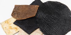 Plusieurs industries s'intéressent au cuir non animal développé par Fungus Sapiens.
