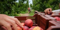 Les producteurs de fruits et légumes français, réunis au MedFel à Perpignan, doivent faire face à l'augmentation des coûts de production, aux contraintes réglementaires, aux difficulté à recruter de la main-d'œuvre et bien sûr à la sécheresse.