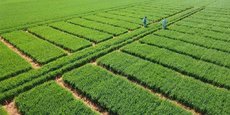 Les agronomes d'Elicit Plant testent un produit biostimulant sur des parcelles expérimentales en Charente.