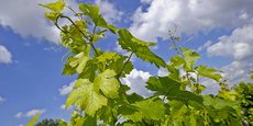 Après un mois de juin chaud et humide, la météo des quinze prochains jours sera cruciale pour le vignoble bordelais qui espère un temps ensoleillé et sec.