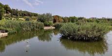 Le parc inondable de La Marjal à Alicante en Espagne a été bâti au sein de la ville soumise tant au stress hydrique qu'à des pluies torrentielles.