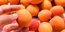 Les abricots sont concernés par la baisse des ventes observée actuellement.