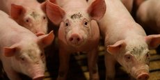 En faisant planer la menace d'une augmentation des importations de viande porcine, la filière française du secteur appelle les pouvoirs publics à adopter un « ambitieux plan pluriannuel d'investissement » impliquant les banques.