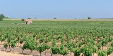 Alors que la colère gronde dans le monde agricole en général, le gouvernement annonce des mesures spécifiques pour la viticulture.