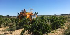Le Sitevi, salon leader dans l'agro-fourniture et l'agro-équipement des filières viticoles, arboricoles et oléicoles, accueillera en novembre à Montpellier quelque 1.000 exposants, dont 240 nouveaux, signe d'une certaine vitalité malgré la crise qui frappe la viticulture.