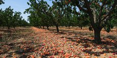 Dans les Pyrénées-Orientales, la production d'abricots devrait atteindre entre 13.000 et 14.000 tonnes, soit une grosse récolte.