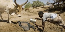 Au cours des douze dernières années, la région de la Corne de l'Afrique (l’Éthiopie, l’Érythrée, la Somalie et Djibouti), a connu trois épisodes de sécheresse sévère.