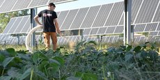 Sur son pilote agrivoltaïque dans les Landes, GLHD expérimente des cultures sous panneaux solaires.