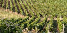 Le Beaujolais, avec ses 12 AOC, représente 14.500 hectares de vignes pour 580.000 hectolitres de vin produits en 2023.