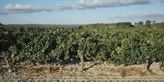 Pieds de vigne près de Poulx (Gard). Les raisins murissent avant les vendanges dans les garrrigues.