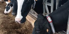 L'entreprise Médria est spécialisée dans les solutions de monitoring en élevage pour le suivi et le contrôle de la santé des bovins par capteurs.